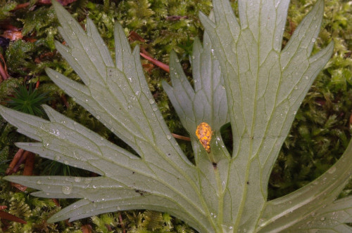 phy_Uromyces_lycoctoni_1.jpg