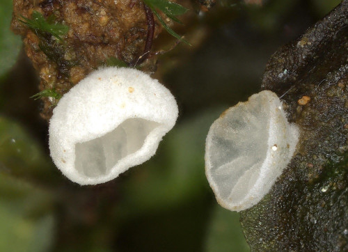 20250530_100556_Rimbachia_bryophila (4).jpg