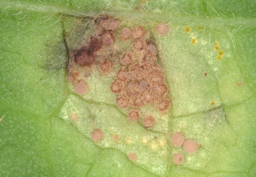 20250530_094603_Tuberculina_persicina.jpg