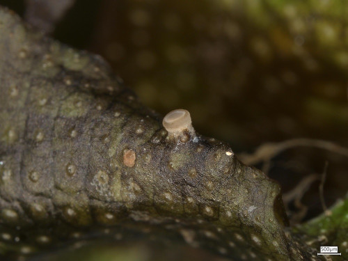 20250530_101621_Bryoscyphus_conocephali.jpg