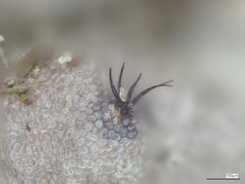 Chaetapiospora_islandica_20250526_162652.jpg