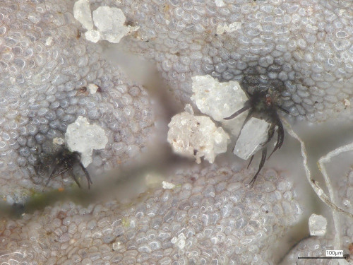 Chaetapiospora_islandica_20250526_162840.jpg