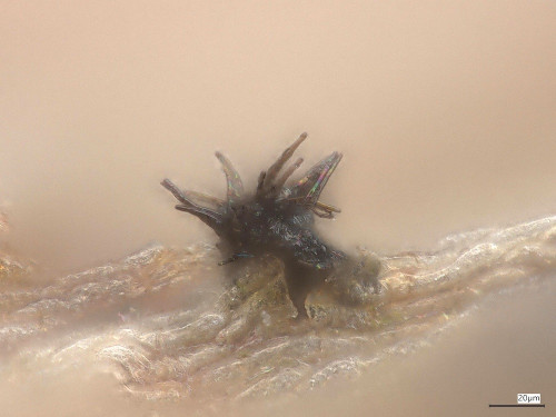 Chaetapiospora_minor_20250526_163626.jpg
