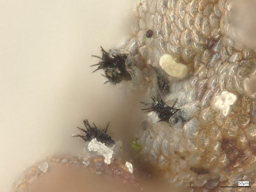 Chaetapiospora_minor_20250526_164147.jpg
