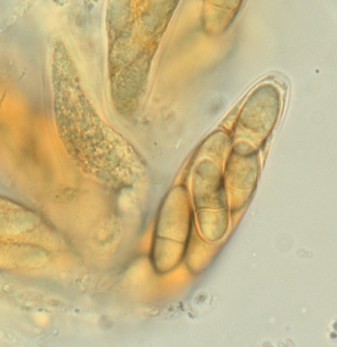 Chaetapiospora_minor3.jpg
