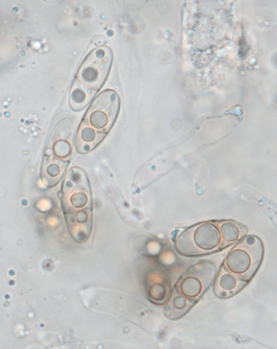 Chaetapiospora_minor4.jpg