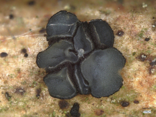 Mollisia_20250512_173434_k.jpg