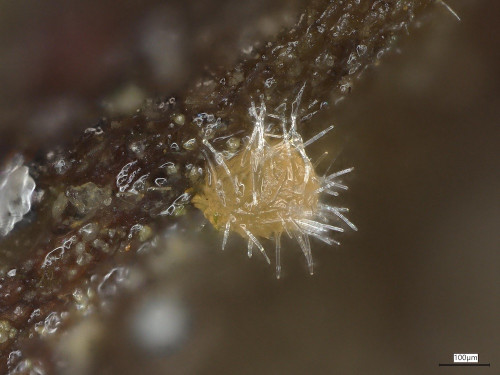 20250530_095755_Octosporella_fusispora (2).jpg