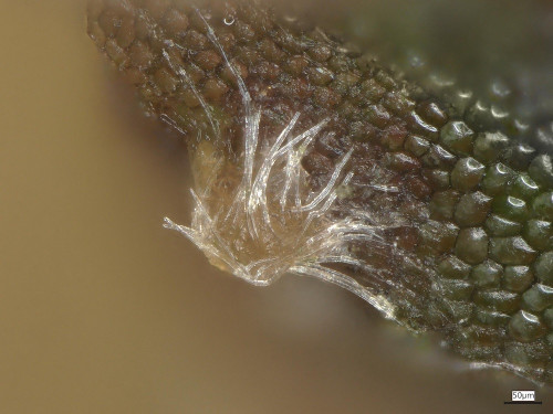 20250530_095755_Octosporella_fusispora (5).jpg