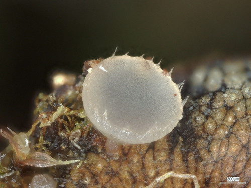 20250602_131640_Hohentauern_Pezoloma_marchantiae.jpg