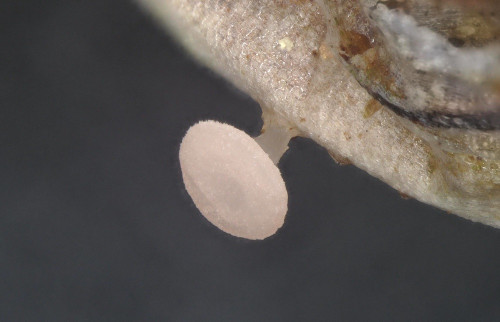 20250602_132008_Hohentauern_Roseodiscus.jpg