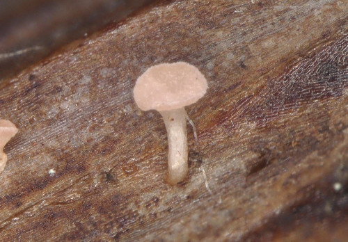 20250602_132113_Hohentauern_Roseodiscus.jpg