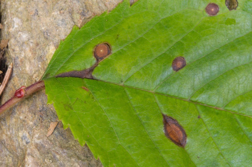 as_Stigmina_carpophla.jpg
