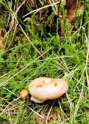 Lactarius spec 1.jpg
