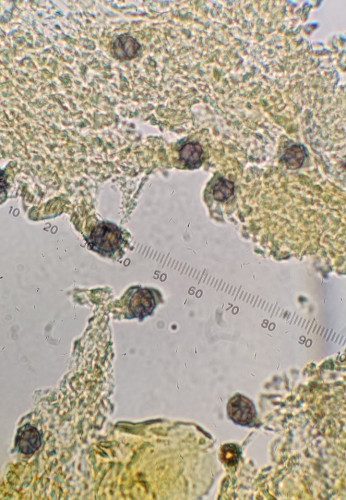 Sporen in Melzers.jpg