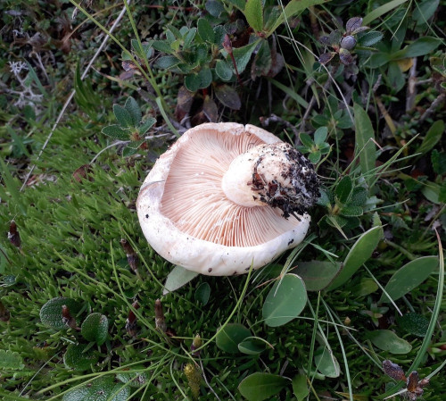 Lactarius (1).jpg
