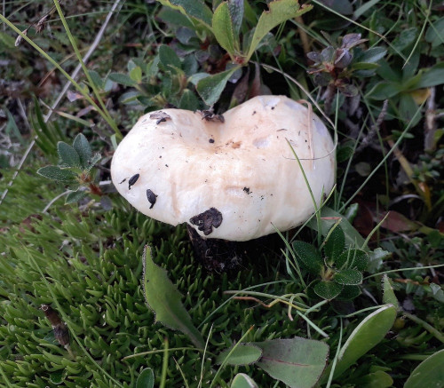 Lactarius (2).jpg