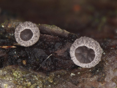 Resupinatus_kavinii_20250523_105027_k.jpg