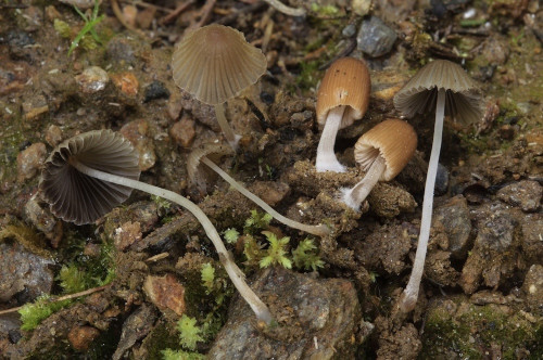 ag_Coprinellus heterothrix.jpg