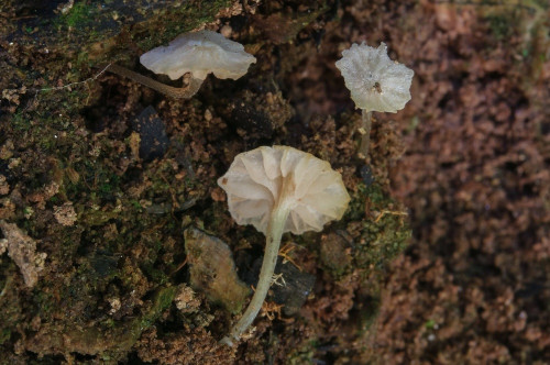 ag_Entoloma cephalotrichum.jpg