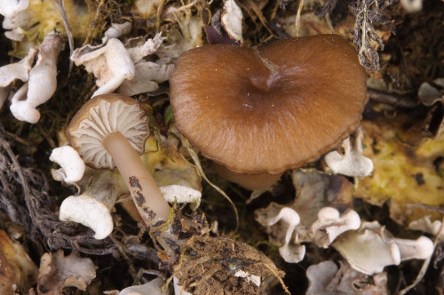 ag_Gamundia xerophila.jpg
