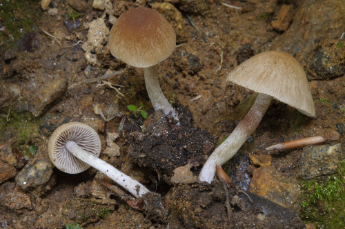 ag_Psathyrella obtusata .jpg