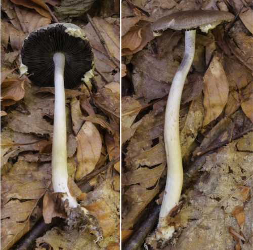 ag_Stropharia rugosoannulata.jpg