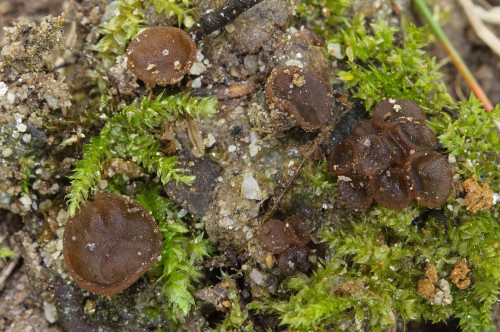 as_Ascobolus denudatus.jpg