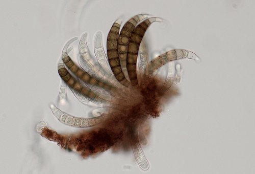 as_Asterom_macrospora.jpg