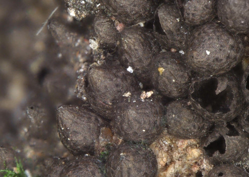 as_Eosphaeria_uliginosa.jpg