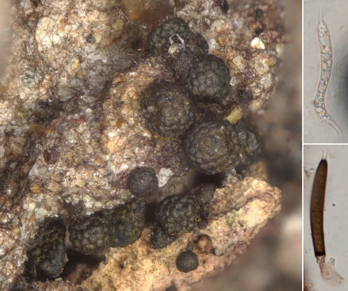 as_Eosphaeria_uliginosa1.jpg