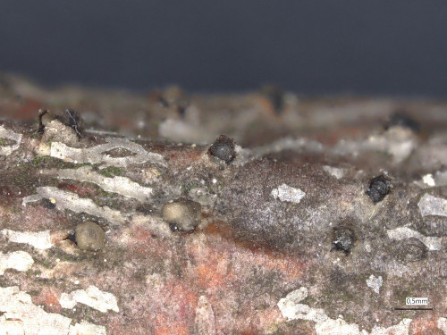 as_Hercospora_tiliae.jpg