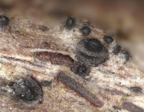 as_Lophiotrema_myriocarpum_agg.jpg