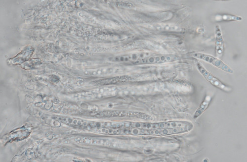 as_Lophiotrema_myriocarpum.jpg