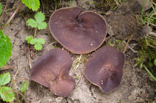 as_Malvipezia violeopallens.jpg
