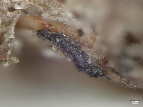 as_Melaspilea_lecideopsoidea1.jpg