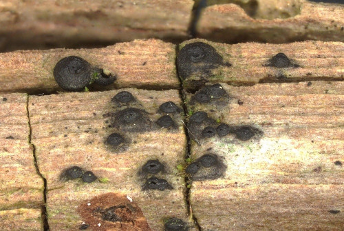 as_Navicella_pileata_Populus.jpg