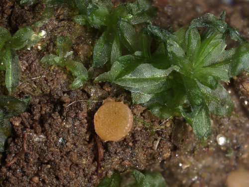 as_Octospora_humosa_05.jpg