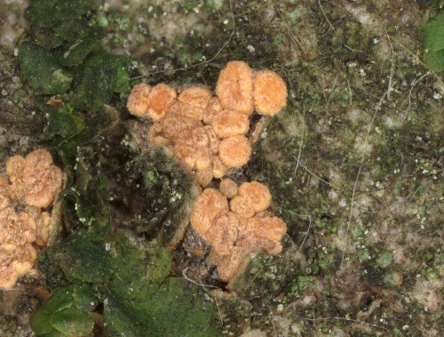 as_Pezicula_carpinea.jpg