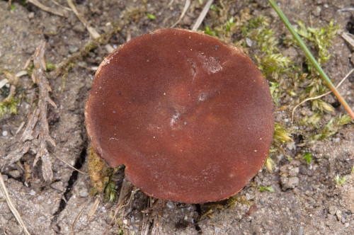 as_Purpureodiscus subisabelilnus.jpg
