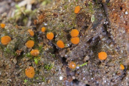 as_Ramsbottomia crechqueraultii.jpg