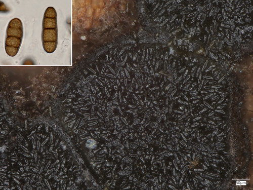 as_Splanchnonema_platani2.jpg