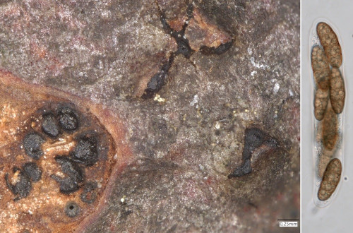 as_Stilbospora_macrosperma_Carpinus.jpg