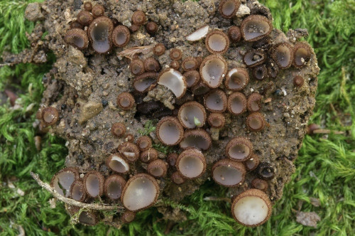 as_Trichophaea gregaria.jpg