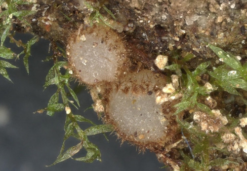 as_Trichophaea_woolhopeia.jpg