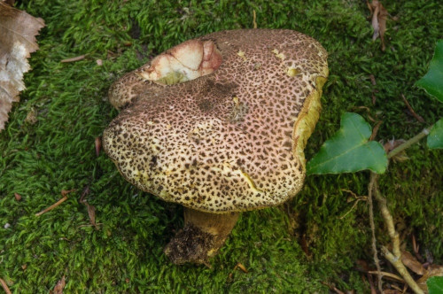 bol_Xerocomellus truncatus1.jpg