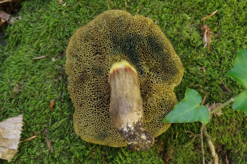 bol_Xerocomellus truncatus2.jpg