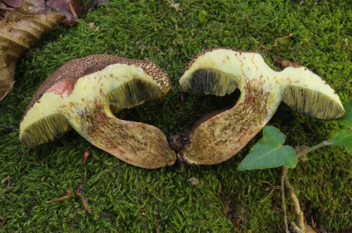 bol_Xerocomellus truncatus3.jpg