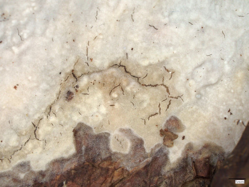co_Phlebiopsis_gigantea.jpg