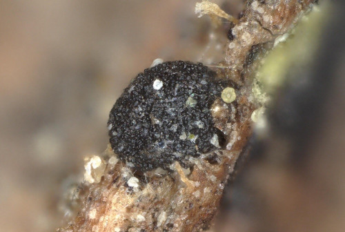so_Bartheletia_paradoxa.jpg
